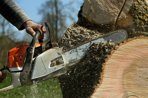 How Our Tree Care Process Works  in  Pelican Marsh, FL